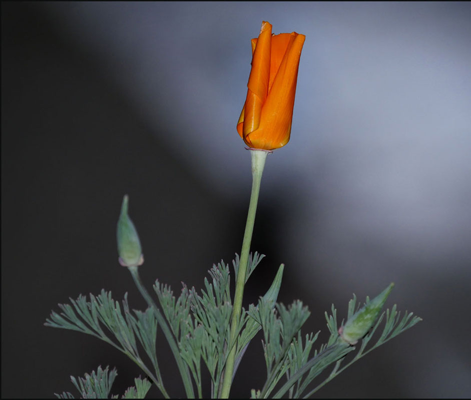 08eschscholzia_californica1070595w