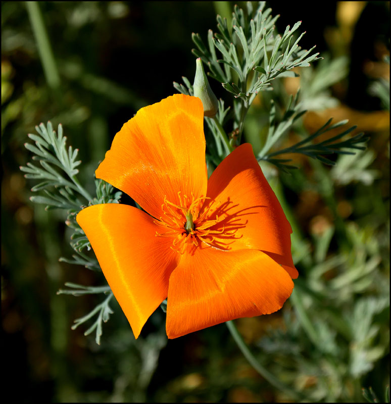 09eschscholzia_californica1070653w