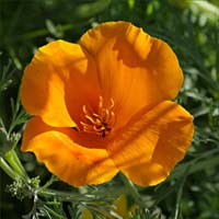 02eschscholzia_californica20607w