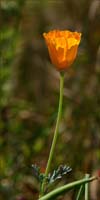 03eschscholzia_californica03462w