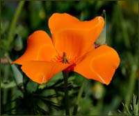 05eschscholzia_californica1070155w