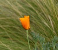 06eschscholzia1040497w