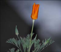 08eschscholzia_californica1070595w