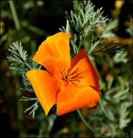 09eschscholzia_californica1070653w