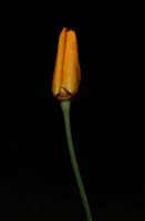 11eschscholzia03566bw