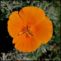 12eschscholzia_californica4218w