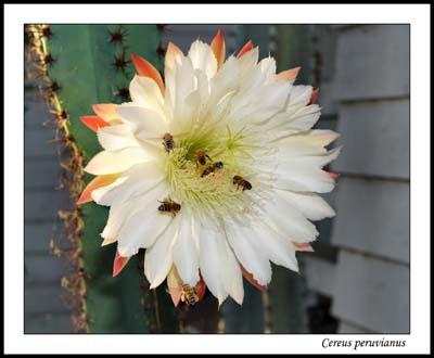 01cereus_peruvianus1702aw