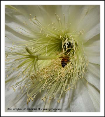 02cereus_peruvianus9433aw