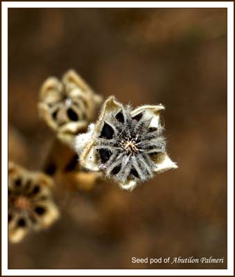 03abutilon_palmeriDSC09335w