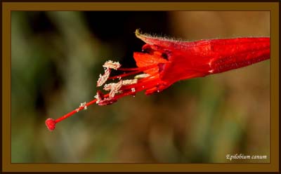 05epilobium_canum1130617aw