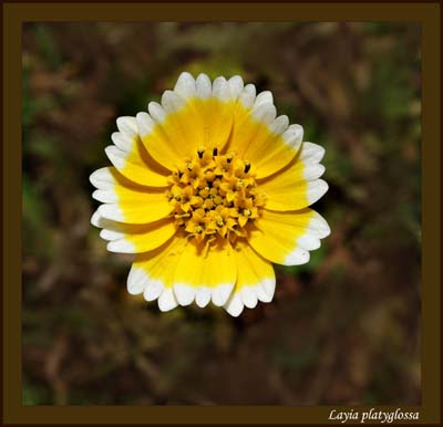 08layia_platyglossa5774w