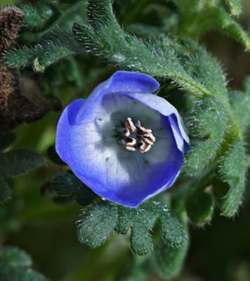 10nemophila_menziesii5376aw