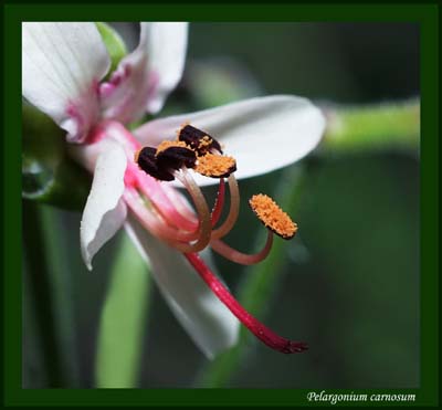 11pelargonium_carnosum5072w