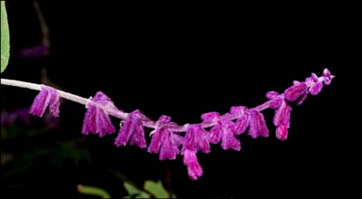 12salvia_leucantha5867w