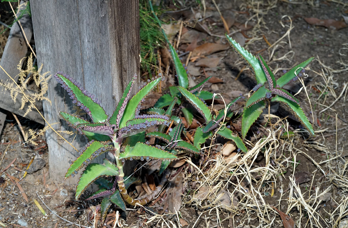 03kalanchoe_daigremontiana0691w