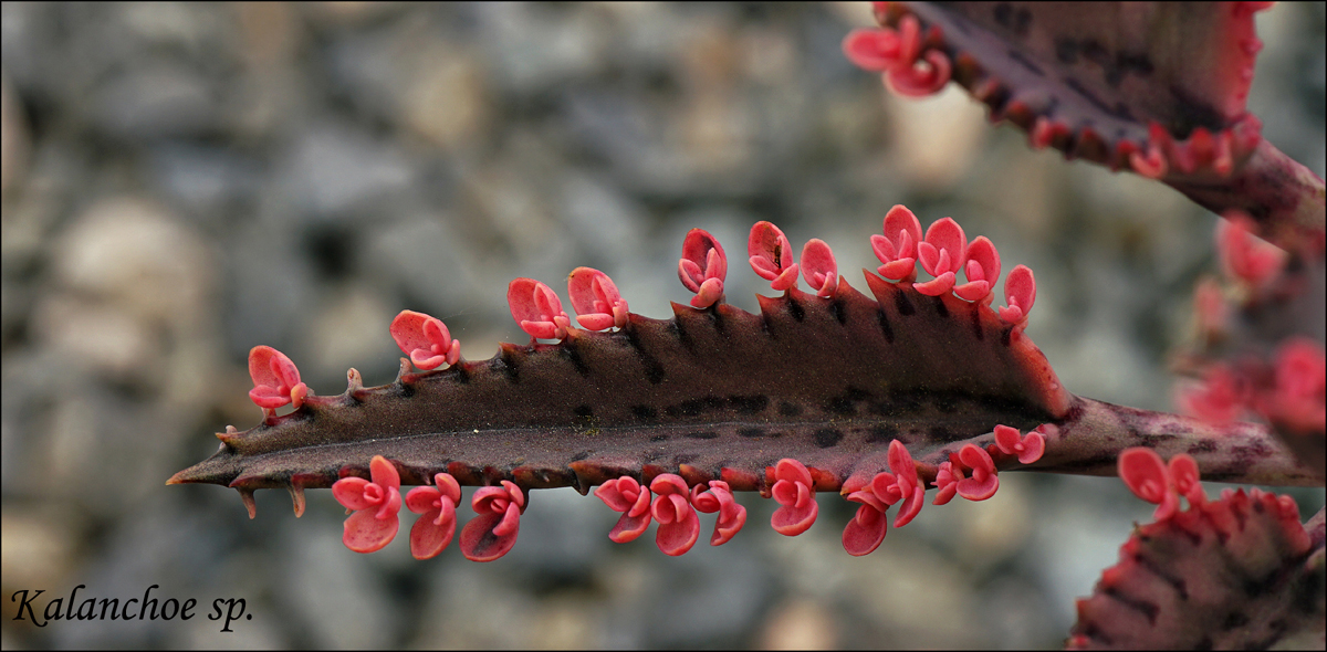 07kalanchoe00836aw