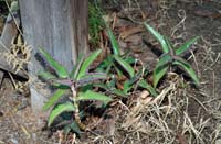 03kalanchoe_daigremontiana0691w