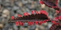 07kalanchoe00836aw