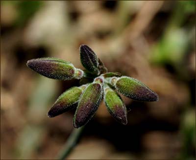 01pelargonium_carnosum1453w