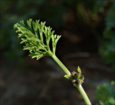 02pelargonium_carnosum1464w