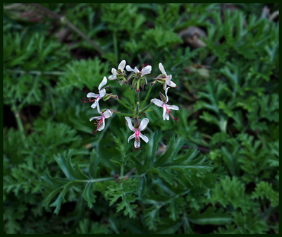 04pelargonium_carnosum1552w