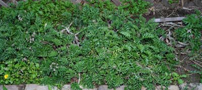 05pelargonium_carnosum1550w