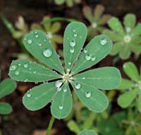 01waterdrops5218w