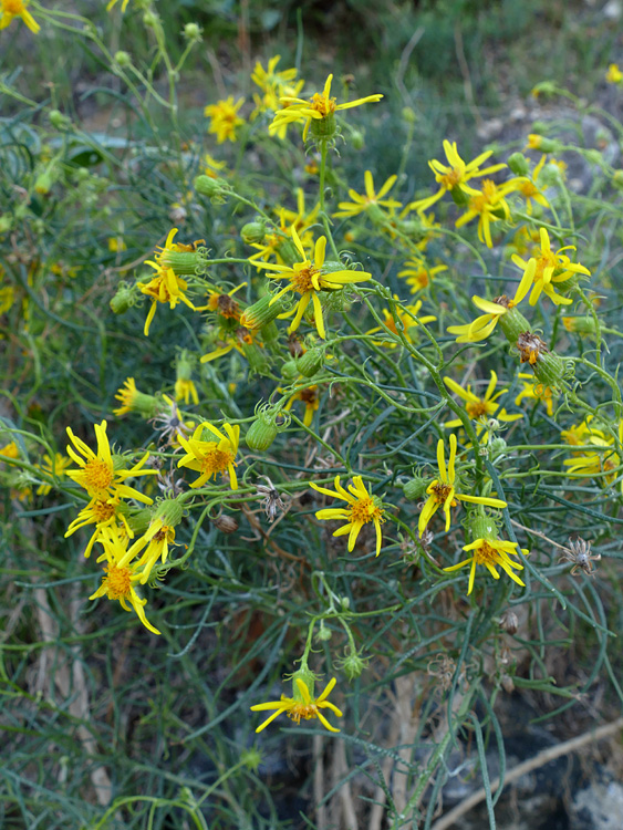 26senecio_flaccidus1310137w