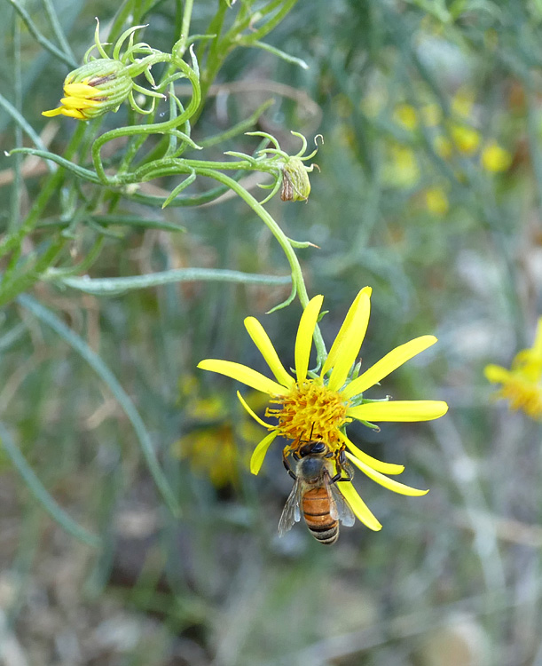 26senecio_flaccidus1310137w