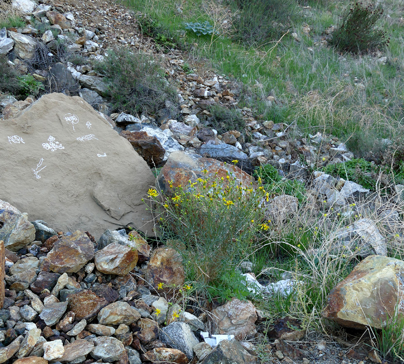 26senecio_flaccidus1310137w