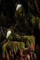 13egretta_thula1310082aw