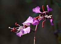 13-clarkia1050214w