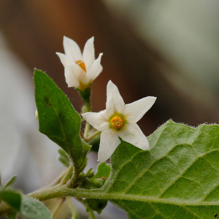 13solanum_americanum1170990w