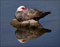 cairina1100595w