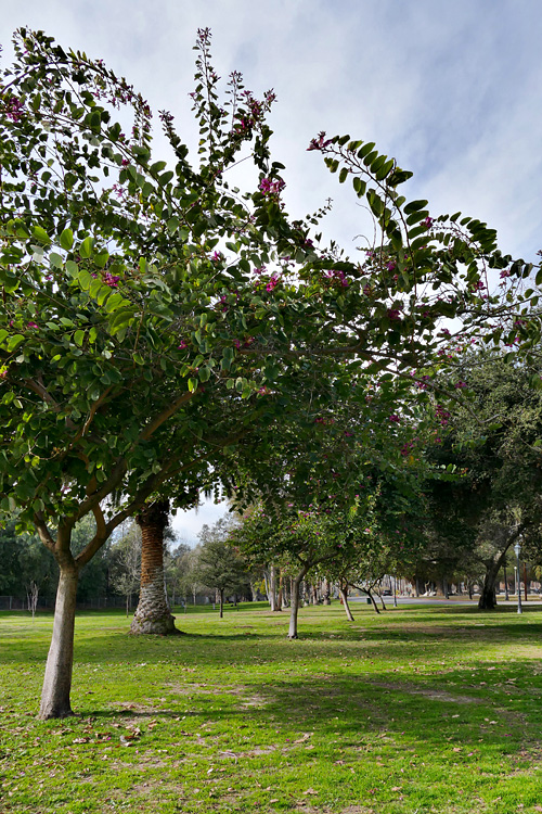 01bauhinia1340372w