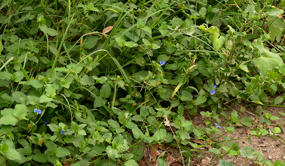 03commelina1310291w