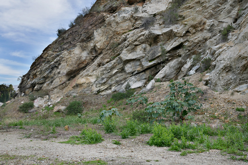 05sisymbrium_irio1340334w