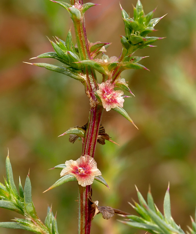 14salsola1350462w