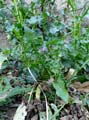 04erodium_cicutarium1340356w