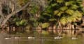 06branta1340785w