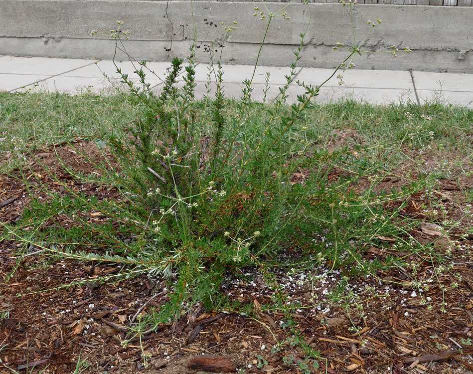 09eriogonum_fasciculatum1380627w