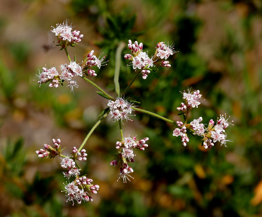 09eriogonum_fasciculatum1380627w