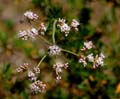 09eriogonum_fasciculatum1380627w