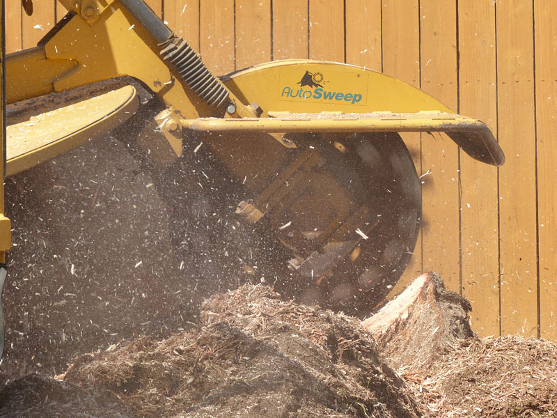 06-stump1080786w