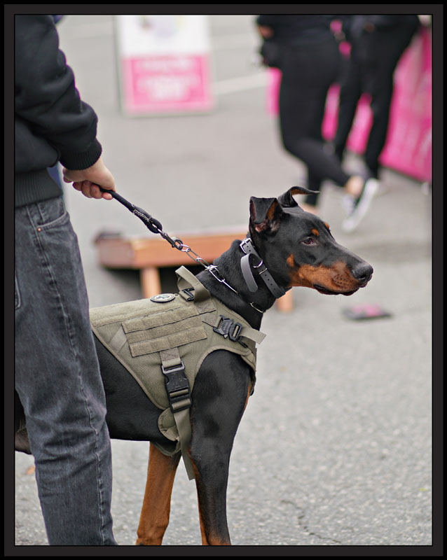 06lunar_dog8744w