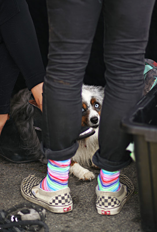 07lunar_dog8809w