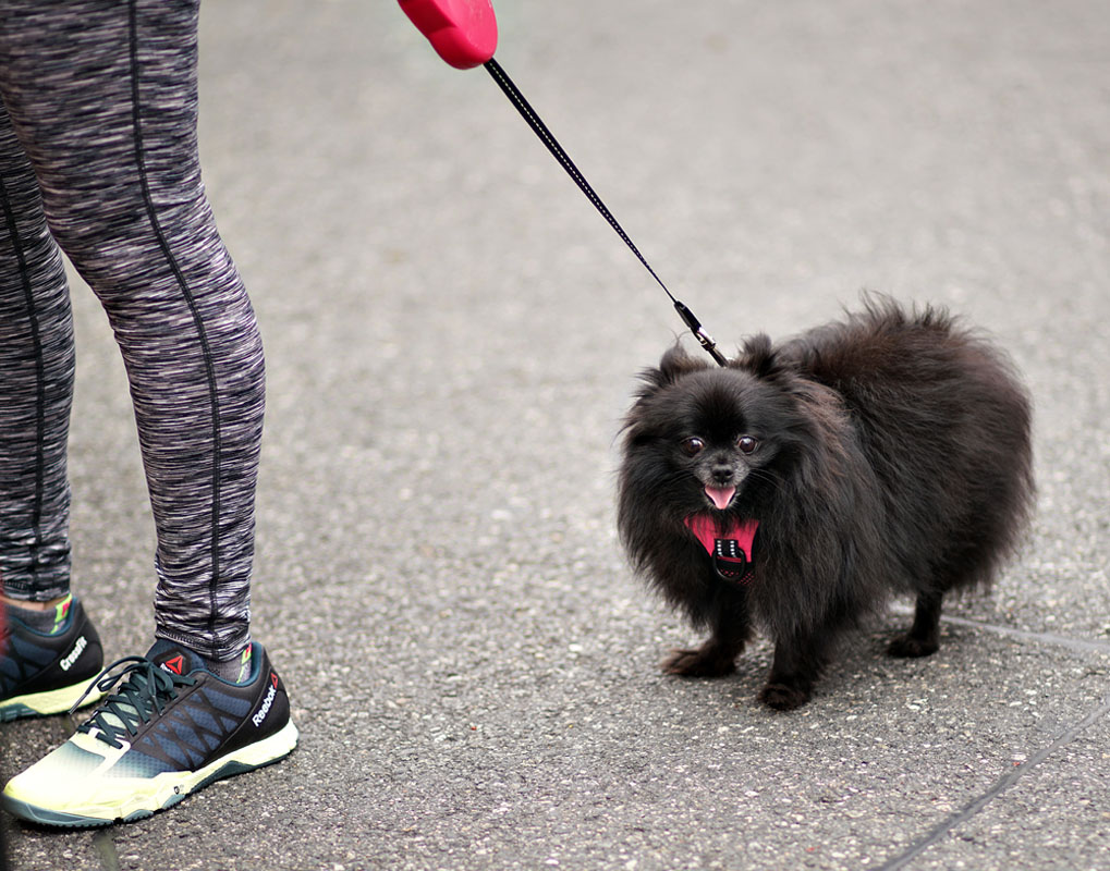 08lunar_dog9004w