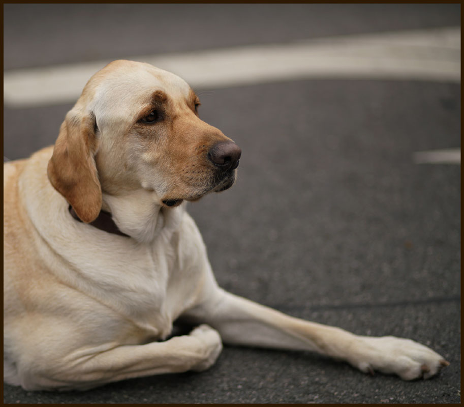 08lunar_dog9004w