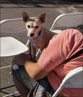 06lunar_dog8744w
