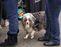 07lunar_dog8809w